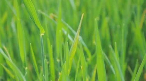 Green grass Vidéo 11023377