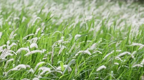 Green grass Video stock 11219449