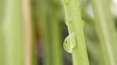 Green grass Stock Footage 12100398