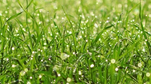 Green grass Stock Footage 12334602