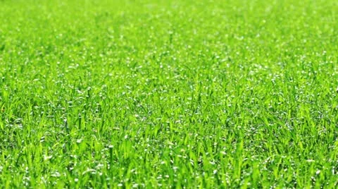 Green grass Stock Footage 12341469