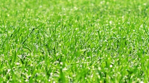 Green grass Stock Footage 12592706