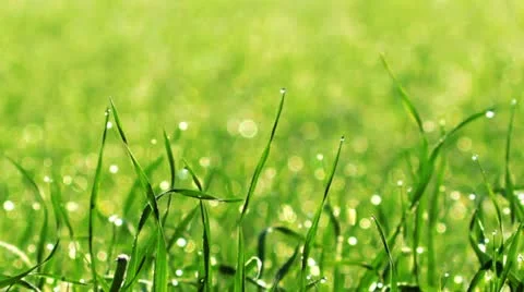 Green grass Stock Footage 12592995