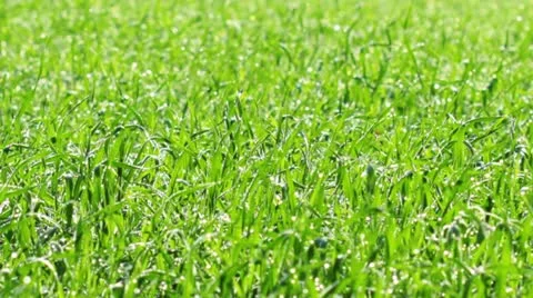 Green grass Stock Footage 12594648
