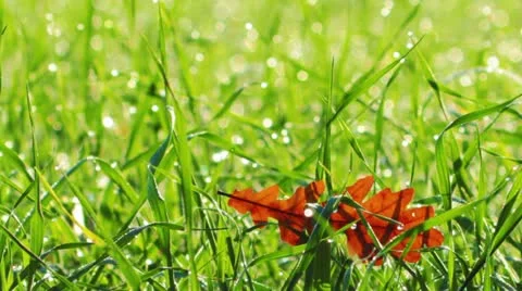 Green grass Stock Footage 14819888