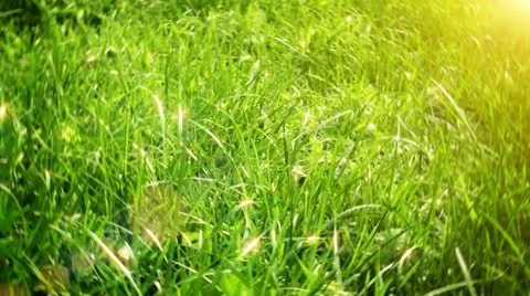 Green grass Stock Footage 22308400