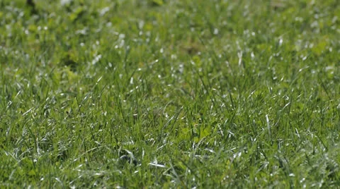 Green grass Video stock 22750068