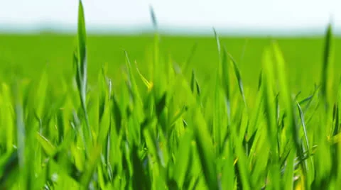 Green grass Stock Footage 22826405