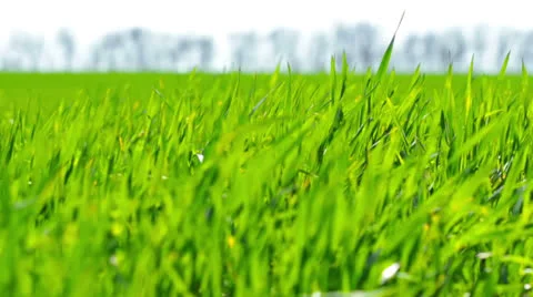 Green grass Stock Footage 22826414