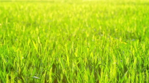 Green grass Stock Footage 23461059