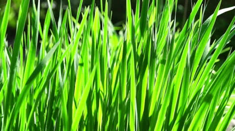 Green grass Stock Footage 24090858