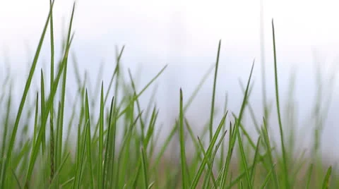Green grass Stock Footage 24369888