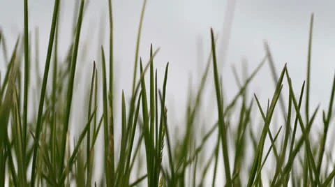 Green grass Stock Footage 24372146