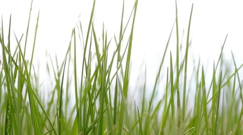 Green grass Stock Footage 24376433