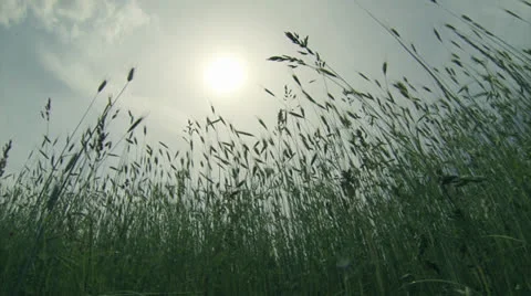 Green grass Video stock 25590038