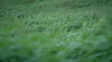 Green grass Video stock 25734747