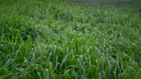 Green grass Video stock 25735091
