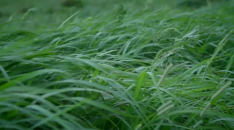 Green grass Stock Footage 25735110