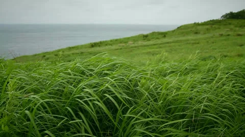 Green grass Stock Footage 25735886