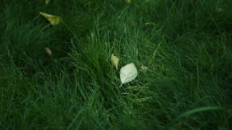 Green grass Stock Footage 27081109