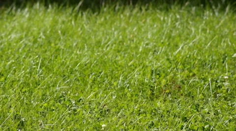Green grass 動画素材 30524875