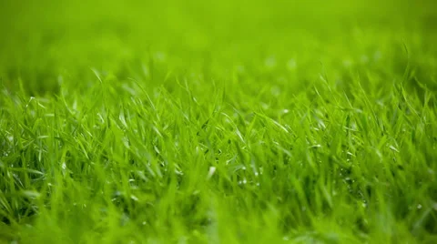 Green grass Stock-Footage 32492072