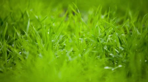 Green grass Stock Footage 32492353
