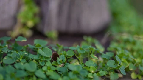 Green grass Stock Footage 32492676