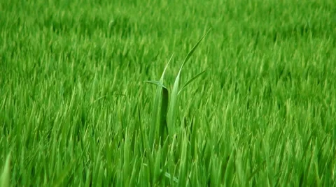 Green grass Stock-Footage 32905710