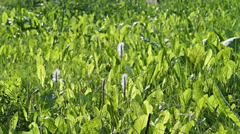 Green grass Stock Footage 37546694