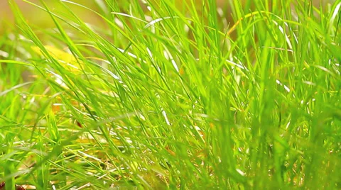 Green grass. Stock Footage 37855152