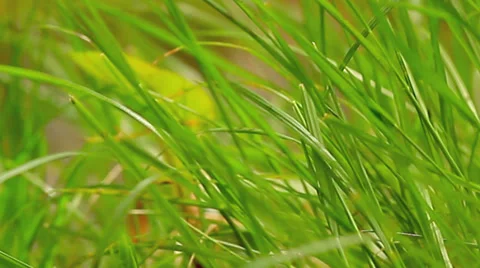 Green grass. Stock Footage 37855240