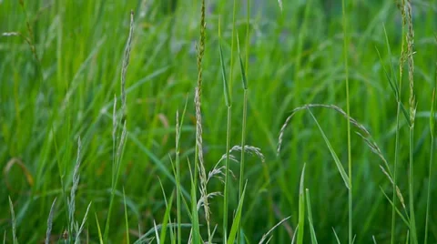 Green grass Stock Footage 38994624