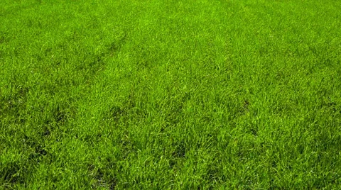 Green grass Stock Footage 39860720