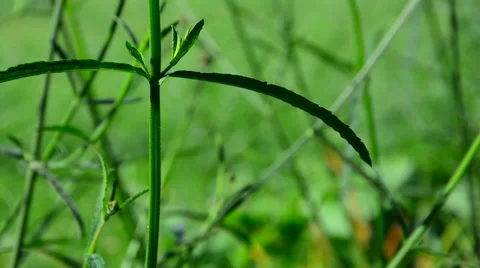 Green grass Stock Footage 40667390