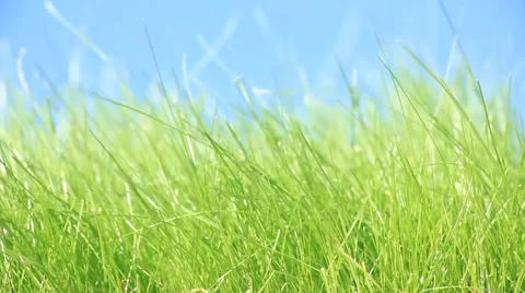 Green grass. Stock Footage 44191435