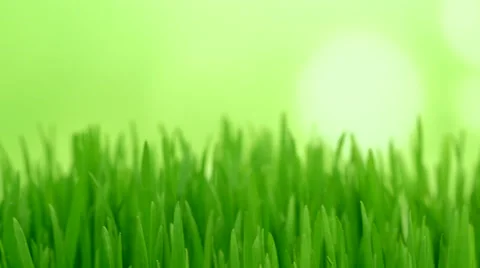 Green grass Stock Footage 48567447