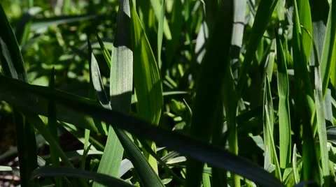 Green grass Stock Footage 49036682