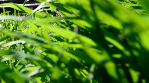Green grass Stock Footage 49415805