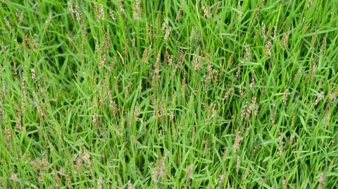Green grass Stock Footage 51168824