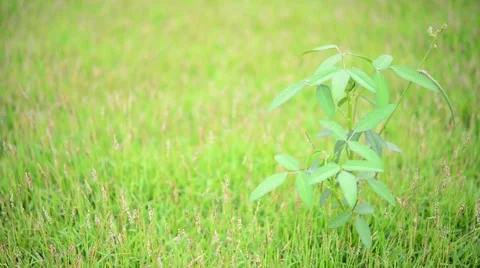Green grass Stock Footage 51169327