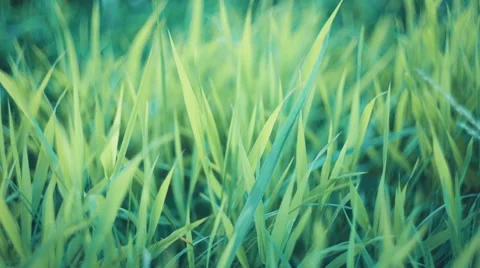Green grass Stock Footage 53809207