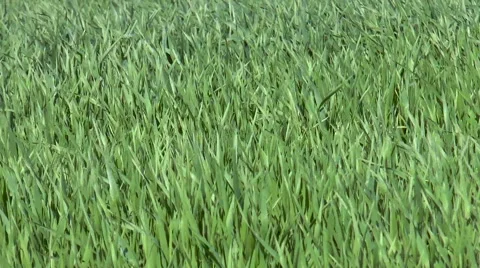 Green grass Stock Footage 68190785