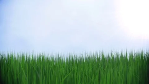 Green grass Stock Footage 73280481