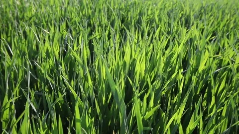Green grass Stock Footage 79338409