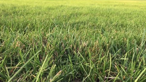 Green grass Stock Footage 80523346