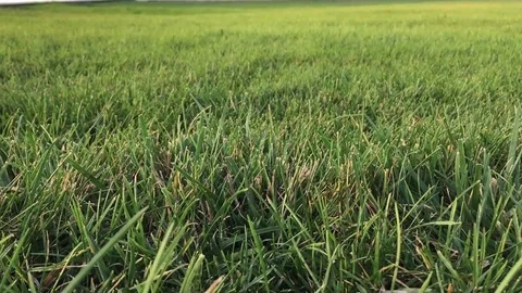 Green grass Stock Footage 80523431