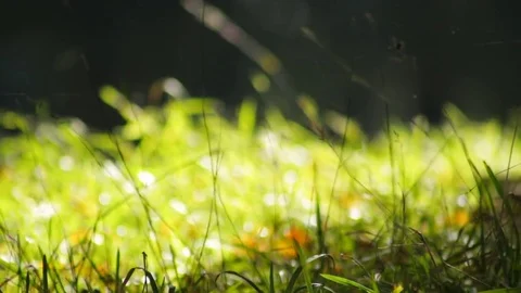 Green grass Stock Footage 85167239