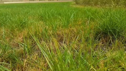 Green Grass Stock Footage