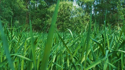 Green grass Stock Footage 89882441